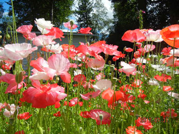 Our Poppy Garden at Ridgeview Gardens Bed and Breakfast
