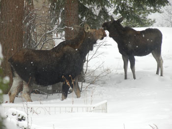Winter Visitors at Ridgeview Gardens Bed and Breakfast