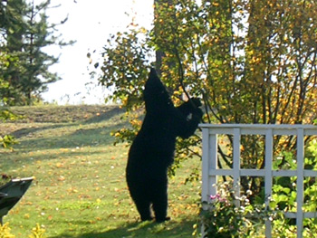Wildlife viewing at Ridgeview Gardens Bed and Breakfast