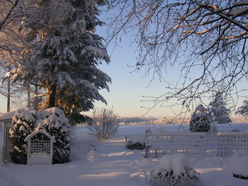 Winter beauty at Ridgeview Gardens Bed and Breakfast