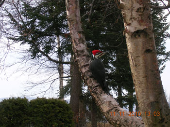 Feathered friends at Ridgeview Gardens Bed and Breakfast