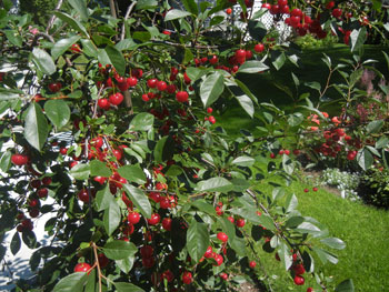 Ready for the Jam Pot at  Ridgeview Gardens Bed and Breakfast