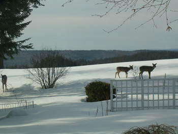 deer visiting Ridgeview Gardens Bed and Breakfast